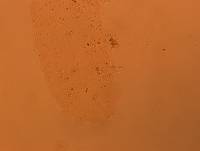 Doryphoribius flavus image