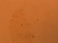 Doryphoribius flavus image