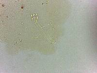 Doryphoribius flavus image
