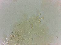 Doryphoribius flavus image