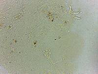 Doryphoribius flavus image