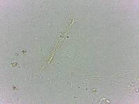 Doryphoribius flavus image