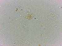 Doryphoribius flavus image
