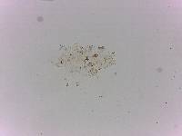 Doryphoribius flavus image