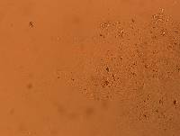 Doryphoribius flavus image
