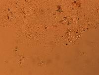 Doryphoribius flavus image