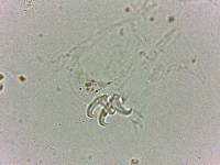 Doryphoribius flavus image