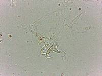 Doryphoribius flavus image