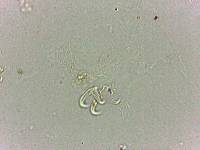 Doryphoribius flavus image