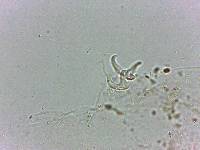 Doryphoribius flavus image