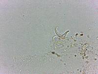 Doryphoribius flavus image