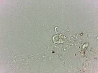 Doryphoribius flavus image