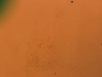 Doryphoribius flavus image