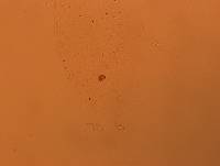 Doryphoribius flavus image