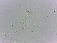 Doryphoribius flavus image