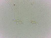Doryphoribius flavus image