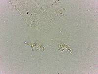 Doryphoribius flavus image