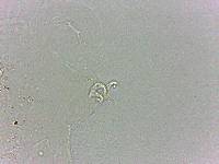 Doryphoribius flavus image