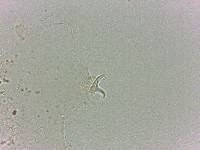 Doryphoribius flavus image