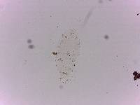 Doryphoribius flavus image