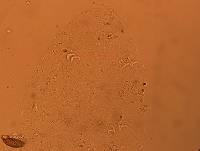 Doryphoribius flavus image