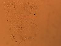 Doryphoribius flavus image