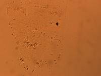 Doryphoribius flavus image
