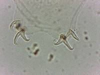 Doryphoribius flavus image