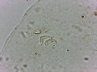 Doryphoribius flavus image