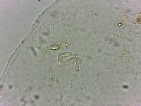 Doryphoribius flavus image