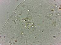 Doryphoribius flavus image
