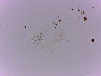 Doryphoribius flavus image