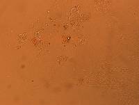 Doryphoribius flavus image