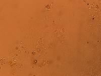 Doryphoribius flavus image