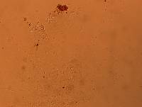 Doryphoribius flavus image