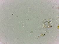Doryphoribius flavus image
