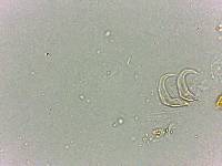 Doryphoribius flavus image
