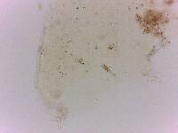 Doryphoribius flavus image
