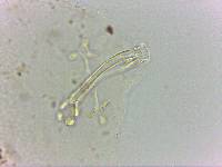 Doryphoribius flavus image