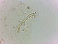 Doryphoribius flavus image