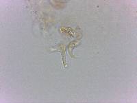 Doryphoribius flavus image