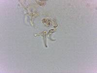 Doryphoribius flavus image