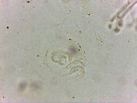 Doryphoribius flavus image