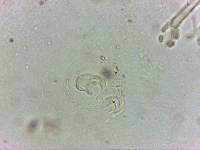 Doryphoribius flavus image
