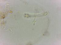 Doryphoribius flavus image