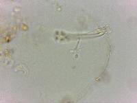 Doryphoribius flavus image