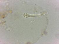 Doryphoribius flavus image