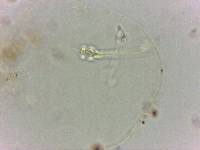 Doryphoribius flavus image