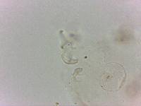 Doryphoribius flavus image