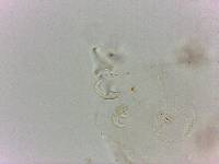 Doryphoribius flavus image